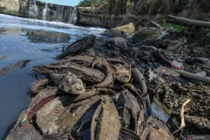 Bendung Karet Kering Sebabkan Jutaan Ikan Sapu-Sapu Terdampar di Pati