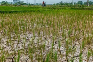 Kekeringan Mengancam Ribuan Hektare Sawah di Pati, Pemkab Minta Air Segera Dialirkan