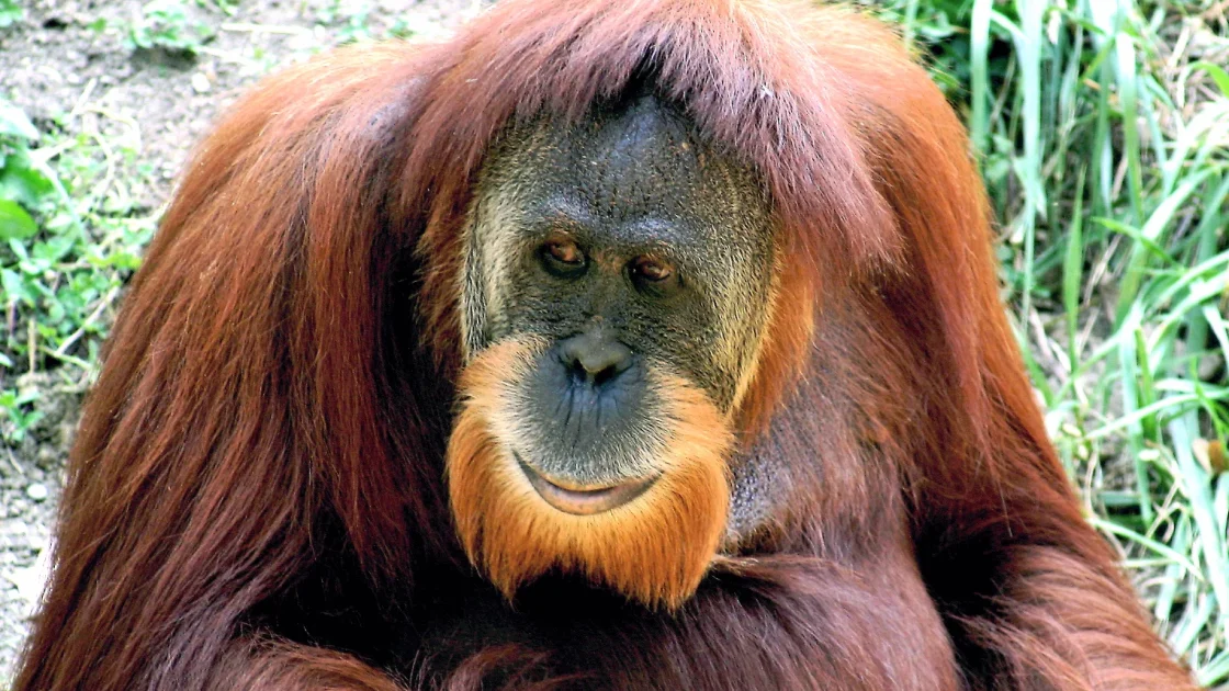Orang Utan Remaja Diselamatkan di Area Perkebunan Kutim, Kembali Liar ke Habitat Aslinya