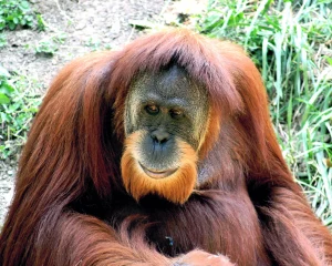 Orang Utan Remaja Diselamatkan di Area Perkebunan Kutim, Kembali Liar ke Habitat Aslinya