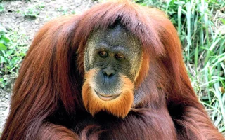 Orang Utan Remaja Diselamatkan di Area Perkebunan Kutim, Kembali Liar ke Habitat Aslinya