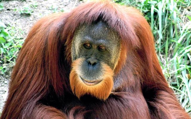 Orang Utan Remaja Diselamatkan di Area Perkebunan Kutim, Kembali Liar ke Habitat Aslinya